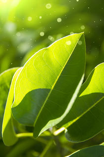 Green Leaves by Tanya Kurushova