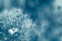 Pusteblume in Blau von Claudia Evans