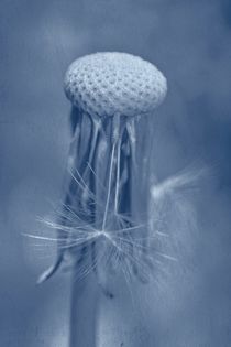 Zarte Pusteblume  by Claudia Evans