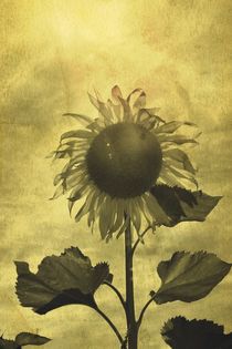 Sonnenblume  von Claudia Evans