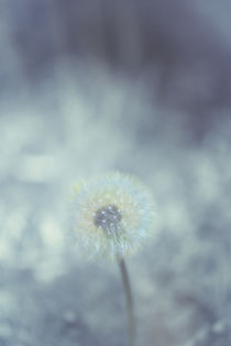 Pusteblume von Heidi Bollich