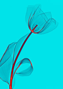 Durchleuchtete Tulpe von Aleksandar Reba