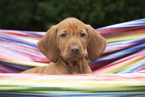 Vizsla Welpe / 5 von Heidi Bollich