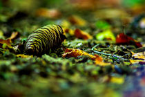 Autumn pinecone von Michael Naegele