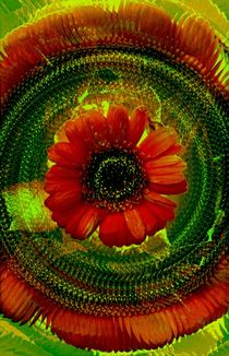 Gerbera Illusion by Monika Amann