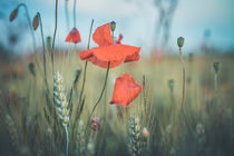 Mohn Impressionen von Iryna Mathes