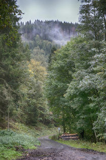 Regen im Wald von Rolf Müller