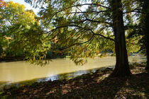 Der Baum am See by Claudia Evans