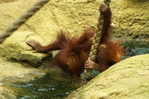 Orang Utan Kind kurz vor dem Trinken von Sabine Radtke