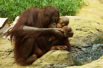 Liebevolle Orang Utan Mutter mit Baby 1 von Sabine Radtke