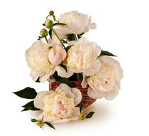 Bouquet of white peonies