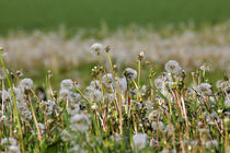 Pusteblumen des Löwenzahn im Sommer by Werner Meidinger