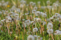 Pusteblumen des Löwenzahn im Sommer von Werner Meidinger