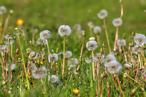 Pusteblumen des Löwenzahn im Sommer von Werner Meidinger