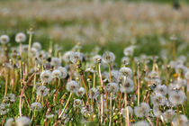 Pusteblumen des Löwenzahn im Sommer by Werner Meidinger