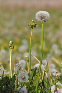 Pusteblumen des Löwenzahn im Sommer von Werner Meidinger