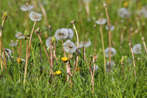 Pusteblumen des Löwenzahn im Sommer von Werner Meidinger