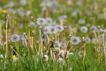 Pusteblumen des Löwenzahn im Sommer von Werner Meidinger