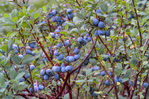 Reife Moorbeeren am Strauch vor der Ernte im Sommer by Werner Meidinger