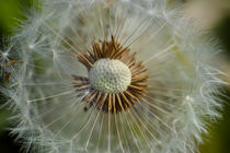 Pusteblume des Löwenzahn im Sommer von Werner Meidinger