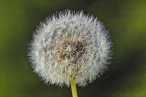 Pusteblume des Löwenzahn im Sommer by Werner Meidinger