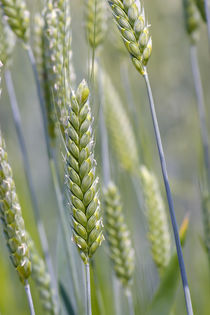 Ähren vom Emmer auf dem Feld im frühen Sommer von Werner Meidinger