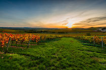 Herbstabend im Weinberg 29 von Erhard Hess