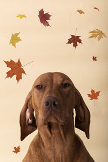 Magyar Vizsla Lilly von Heidi Bollich