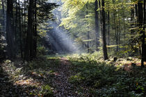 Lichtstrahlen im Forst by Rolf Müller