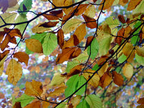 Farben des Herbstes by Ursula Schmidt