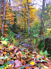 Bunter Herbst am Bach von Ursula Schmidt