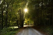 Waldspaziergang von Claudia Evans