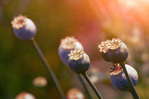 Poppies by Tanya Kurushova