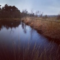 Pietzmoor Lüneburger Heide  von susanne-seidel