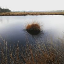 Pietzmoor Lüneburger Heide  von susanne-seidel