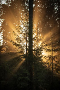 Nebelwald im Gegenlicht von fb-fine-art-prints