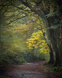 Path into autumn von hiking-adventure-photography
