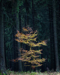 Stand Alone by hiking-adventure-photography