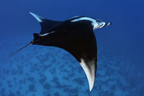 Red Sea Manta von Norbert Probst