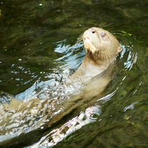 Auf dem Rücken schwimmender Fischotter von Sabine Radtke