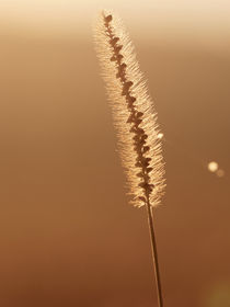 Grashalm mit goldenen Verlauf des Sonnenaufgang mit Spinnennetz Reflektion auf rechter Seite by Christian Mueller