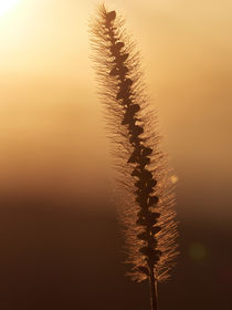 Grashalm mit goldenen Verlauf des Sonnenaufgangs by Christian Mueller