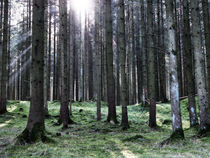 Grüner Wald mit einscheinender Sonne by Christian Mueller