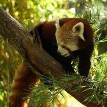 Kleiner Panda blickt sich um by Sabine Radtke