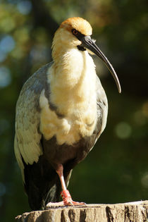 Schwarzzügelibis - Theristicus melanopis von Sabine Radtke