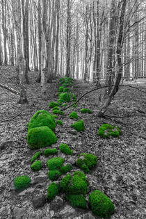 The Green Path von Patrik Abrahamsson