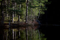 Birken-Insel von Jana Behr