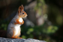 Eichhörnchen von Jana Behr