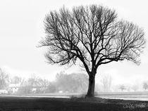 Baum im Nebel von Christian Mueller