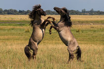 Kämpfende Konik Hengste by Ralf Ramm - RRFotografie